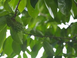 soursop, annona muricate che fiorisce in giardino sullo sfondo della natura annonaceae foto