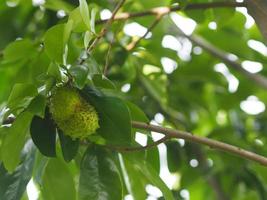 Soursop durian frutta dolce con albero di carne di corteccia affilata su sfondo sfocato della natura foto