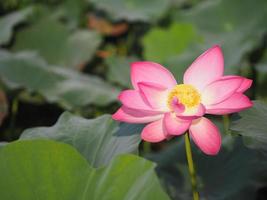 fiore bianco, ninfea plantae, fiore di loto sacro, nelumbo, nelumbonaceae nome fiore nello stagno grandi fiori boccioli ovali rosa estremità affusolata centro dei petali sono gonfie verde natura in piscina foto