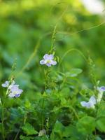 digitale strisciante fiore viola, asystasia gangetica anderson acanthaceae tronco quadrato avannotto sulla superficie del suolo la parte superiore è eretta, formando un'unica foglia di forma ovale foto