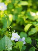 digitale strisciante fiore viola, asystasia gangetica anderson acanthaceae tronco quadrato avannotto sulla superficie del suolo la parte superiore è eretta, formando un'unica foglia di forma ovale foto