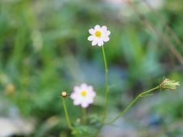 fiore rosa cosmos caudatus, cosmo selvaggio, ulam raja, re di insalata fresca in fiore nel giardino foglie verdi cibo vegetale sfondo foto