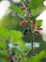 frutto di gelso che fiorisce sull'albero in giardino su sfondo sfocato della natura foto