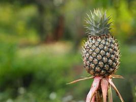 l'albero di ananas sta dando frutti su uno sfondo sfocato della natura foto