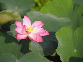 fiore bianco, ninfea plantae, fiore di loto sacro, nelumbo, nelumbonaceae nome fiore nello stagno grandi fiori boccioli ovali rosa estremità affusolata centro dei petali sono gonfie verde natura in piscina foto