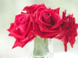 fiore di rosa rossa che sboccia nel giardino sfocato sullo sfondo della natura, concetto di spazio di copia per scrivere il design del testo sullo sfondo anteriore per banner, carta, carta da parati, pagina web, biglietto di auguri San Valentino foto