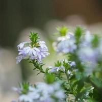 scaevola aemula, fiore a ventaglio di fata blu che fiorisce in giardino su sfondo sfocato della natura, pianta della famiglia delle goodeniaceae foto