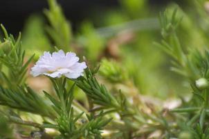 fiore bianco brillante su sfondo verde e trame. foto