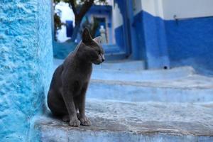 gatto a chefchaouen, marocco foto