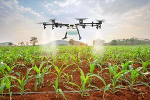il drone agricolo vola verso il fertilizzante spruzzato sui campi di mais dolce foto