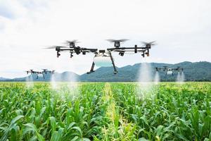 il drone agricolo vola verso il fertilizzante spruzzato sui campi di mais dolce foto