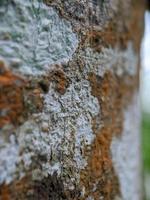 struttura della corteccia dell'albero del jackfruit, fungo della corteccia dell'albero foto