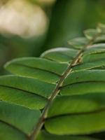 macro fotografia naturalistica, dettaglio di foglie di foresta, sfondo foto