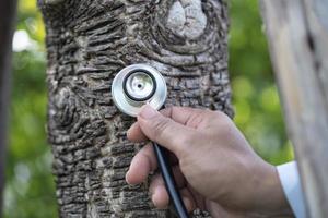 controllare la natura dell'albero di ascolto della salute con lo stetoscopio, la biologia, l'ecologia, l'ambiente, il riscaldamento globale, salvare la terra foto