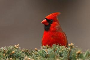 primo piano cardinale settentrionale maschio. catturato a richmond hill, ontario, canada. foto