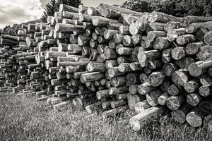 scatto in scala di grigi di una bella vista della pila di legno di abete segato foto