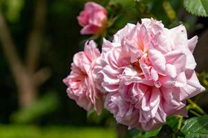 fuoco selettivo di una rosa rosa in un giardino foto