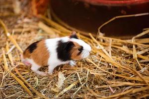 primo piano carino porcellino d'India rosso e bianco. piccolo animale domestico nella sua casa. cavia nel fieno foto