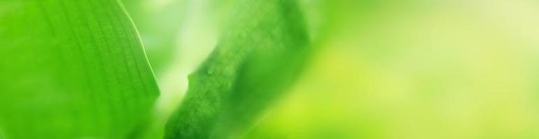 foglie sfocate natura dell'estate foglie verdi pianta a foglia verde naturale usata come sfondo foto