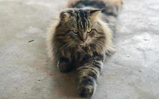 gatto persiano con bei capelli foto