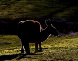 canguro rosso si staglia al pascolo sull'erba foto