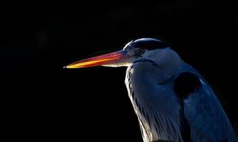 silhouette testa di airone cenerino su sfondo nero foto