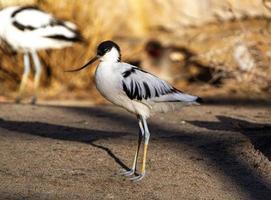 avocetta in piedi ancora sola guardando a sinistra foto