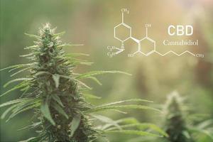 cannabis con fiori al tramonto - marijuana legale medica sativa, elementi cbd nella cannabis. foto