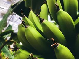 mazzo di banane verdi su una palma. avvicinamento foto