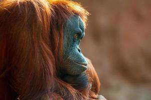 femmina di orango seduto su una roccia foto