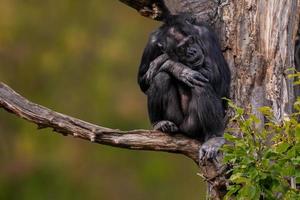 lo scimpanzé seduto dell'Africa occidentale si rilassa foto