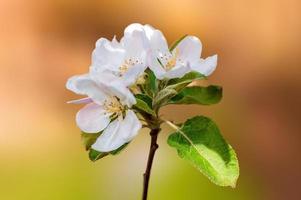 un ramo con fiori di melo foto