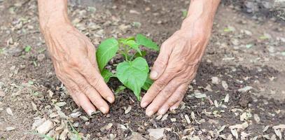 piantare alberi, nuova vita. con le mani degli anziani foto