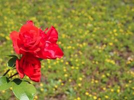 scienza del fiore di rosa rossa. nome rosa foto