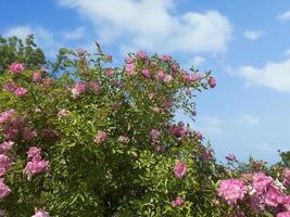 paesaggio con un arbusto di rose rosa sullo sfondo di un cielo blu foto