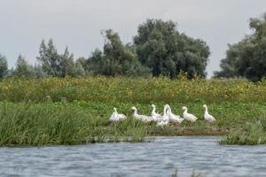 oche dal ciuffo romane nel delta del danubio foto