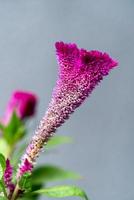 celosia argentea var. cristata foto