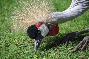 gru coronata nera alla ricerca di cibo foto