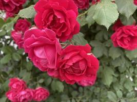 piccolo giardino rosa rossa con gocce di pioggia, primo piano foto