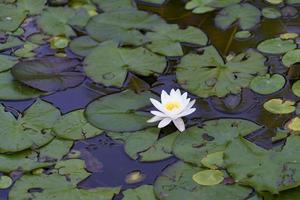 fiore di ninfea sul lago foto