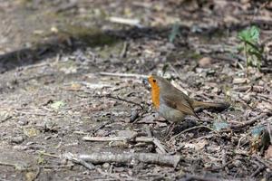 primo piano di un pettirosso di allerta in piedi su un sentiero fangoso foto