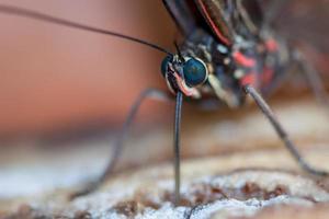 farfalla morfo blu che si nutre di alcuni frutti in decomposizione foto