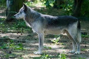 lupo grigio solitario che fissa qualcosa di interessante foto