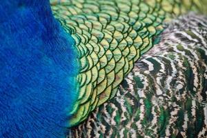 primo piano del piumaggio colorato di un pavone foto