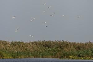 grandi pellicani bianchi che sorvolano il delta del Danubio foto