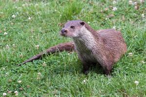 lontra sull'erba foto