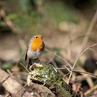 primo piano di un pettirosso di allerta in piedi su un ceppo di albero foto