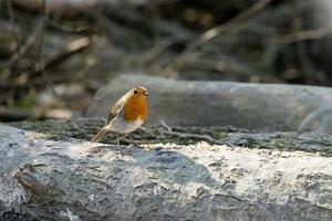 pettirosso in piedi su un tronco in primavera foto