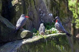 sterne inca e pulcino su una sporgenza rocciosa foto