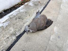 cadavere di piccione adagiato su un terreno di cemento da solo, concetto di peste infettato dalla pestilenza degli uccelli foto